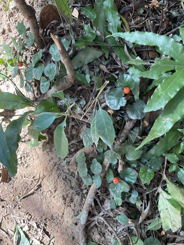 Foto de Poquinha
