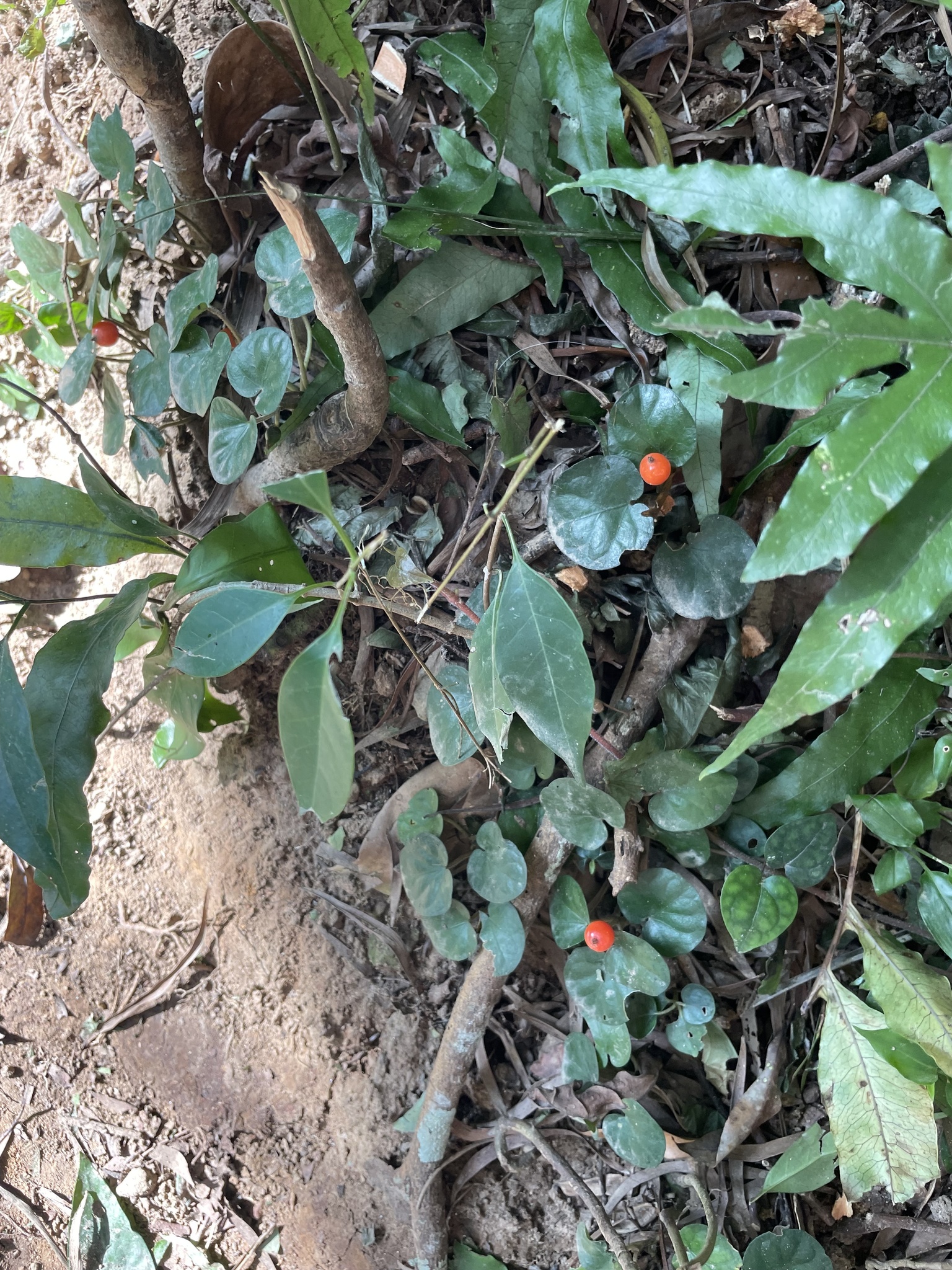 Imagem de Poquinha