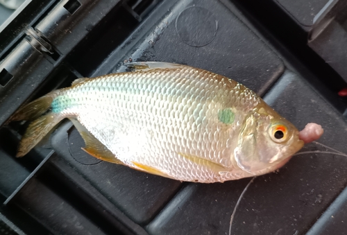 Tetra (Astyanax abramis) — Characidae