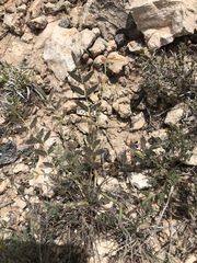 Hoffmannseggia drepanocarpa