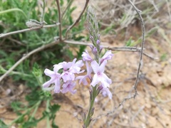 Verbena cloverae