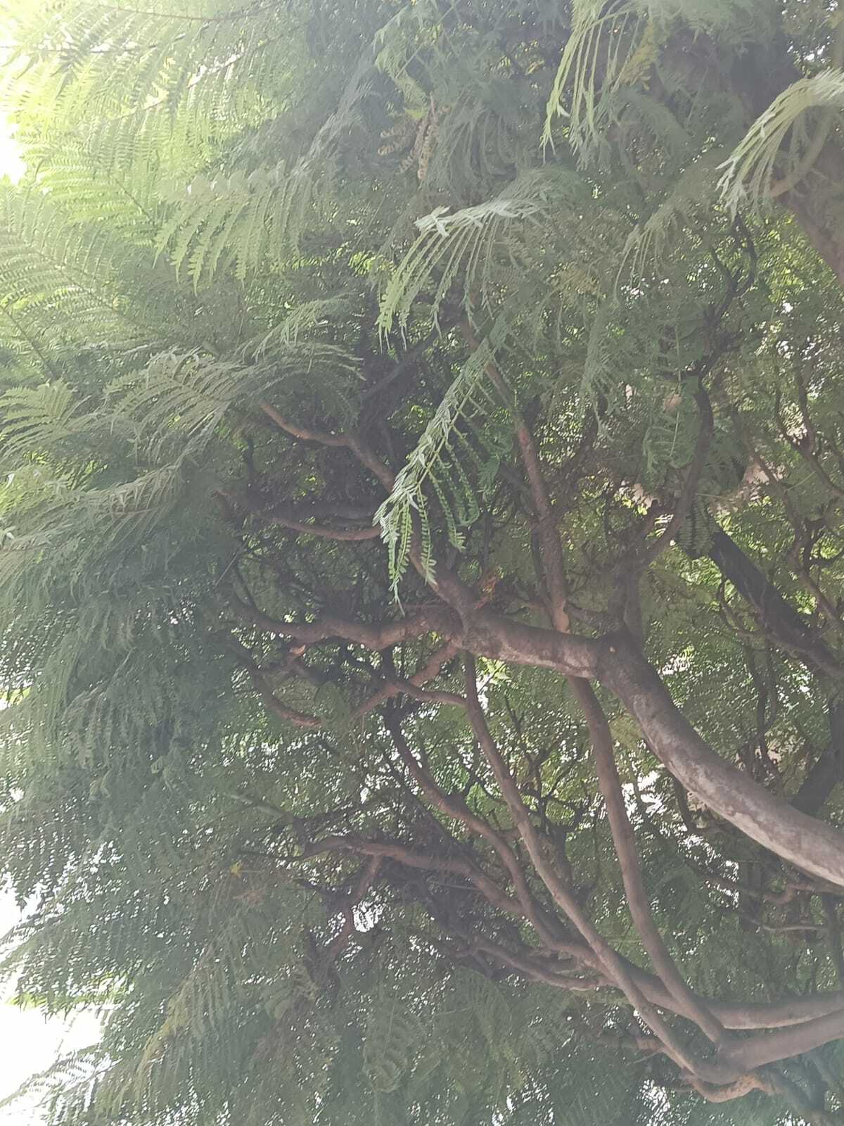 Imagem de Jacarandá