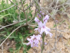 Verbena cloverae