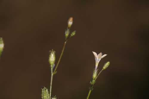Image of Gilia sinuata by (c) Steve Matson, some rights reserved (CC BY)