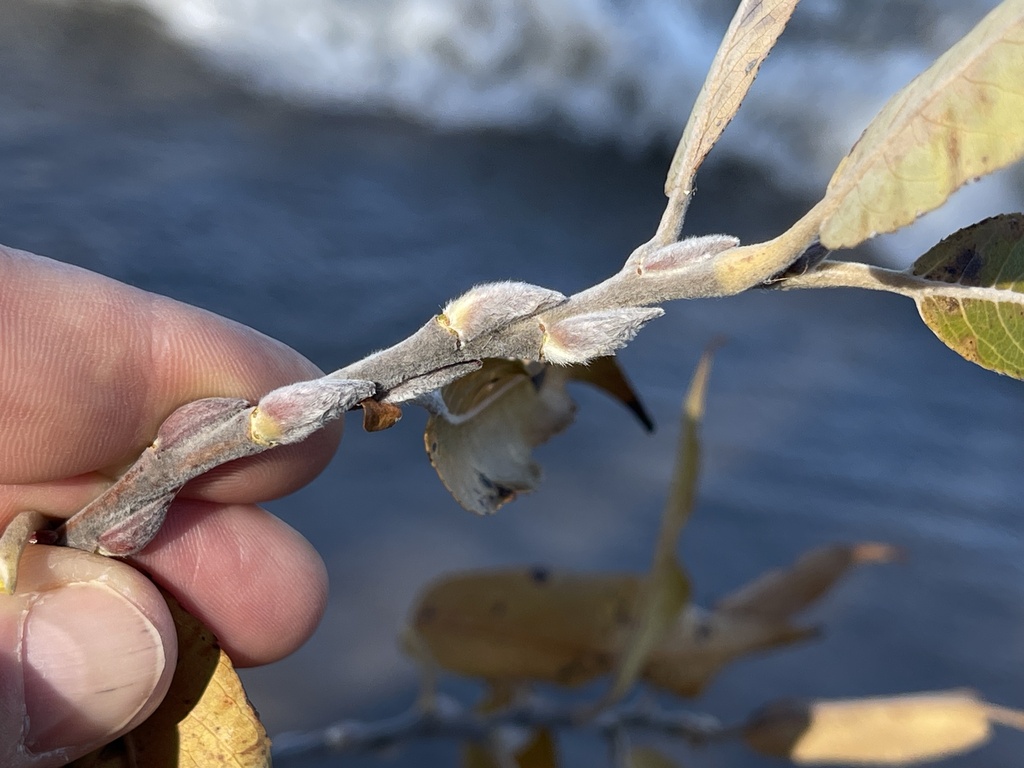 sand dune willow from Erie County, PA, USA on November 30, 2023 at 11: ...