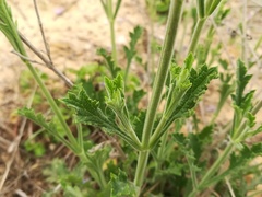 Verbena cloverae