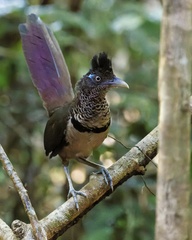 Rufous-Vented Ground-Cuckoo photo 2