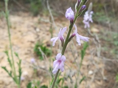 Verbena cloverae