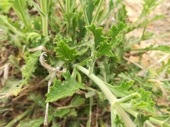 Verbena cloverae