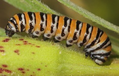 Eupseudomorpha brillians