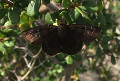 Ephyriades brunnea