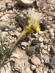 Eupseudomorpha brillians