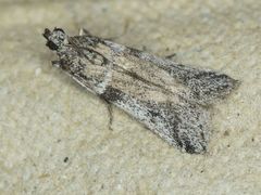 Laetilia dilatifasciella