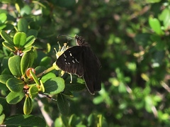 Ephyriades brunnea
