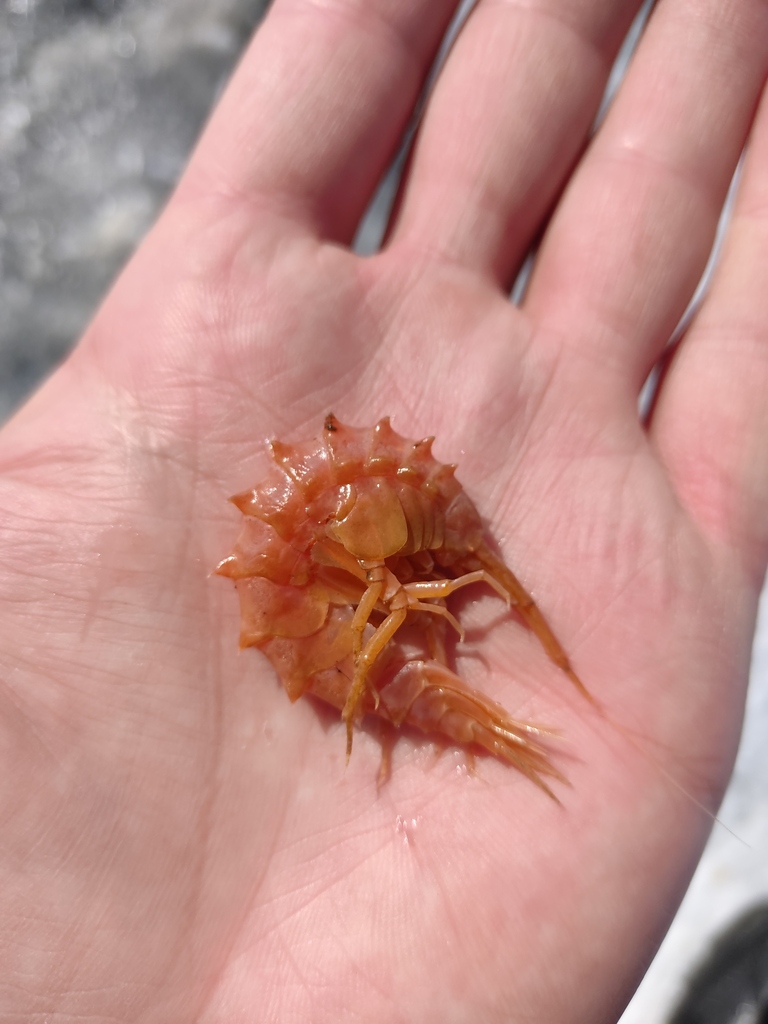 Parapallaseinae