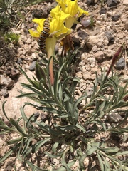 Oenothera lavandulifolia