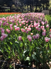 Tulipa