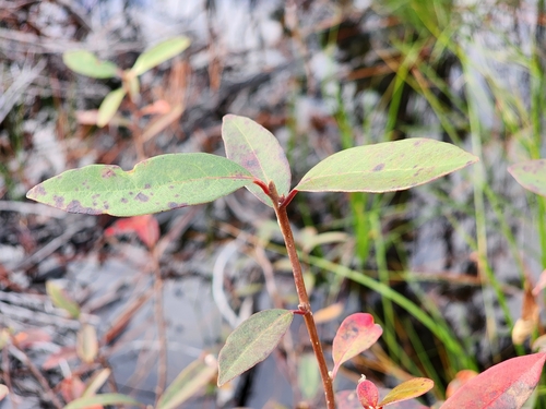 Image of Nyssa ursina by (c) Scott Allen Davis, some rights reserved (CC BY)