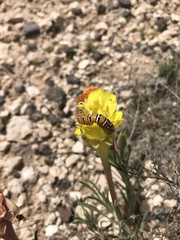 Oenothera lavandulifolia