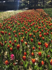 Tulipa