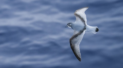 Antarctic Prion photo 2