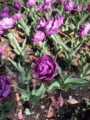 Tulipa