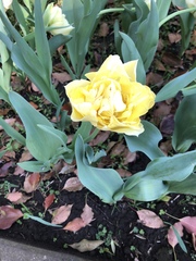 Tulipa