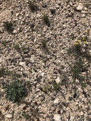 Oenothera lavandulifolia