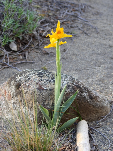Image of Chloraea alpina by (c) Agustín Zarco, some rights reserved (CC BY)
