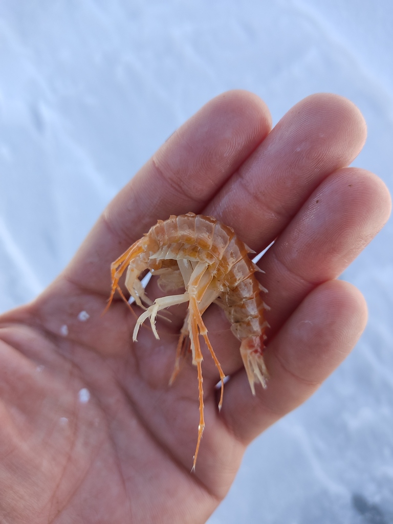 Garjajewiinae