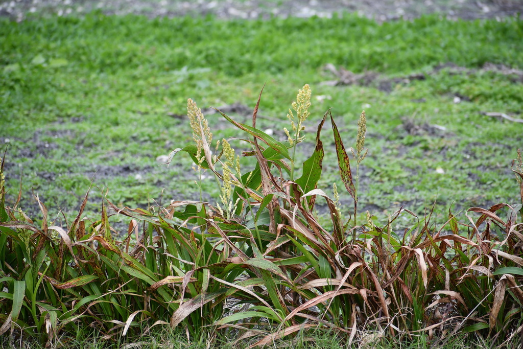 Foto de Sorgo
