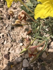 Eupseudomorpha brillians