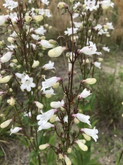 Penstemon multiflorus
