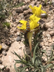 Eupseudomorpha brillians