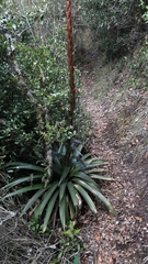 Tillandsia pastensis