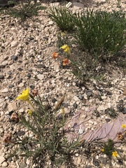 Oenothera lavandulifolia