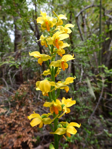 Image of Gavilea odoratissima by (c) Agustín Zarco, some rights reserved (CC BY)