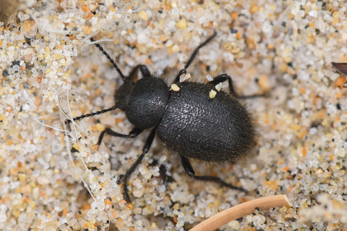 Eleodes nigropilosa