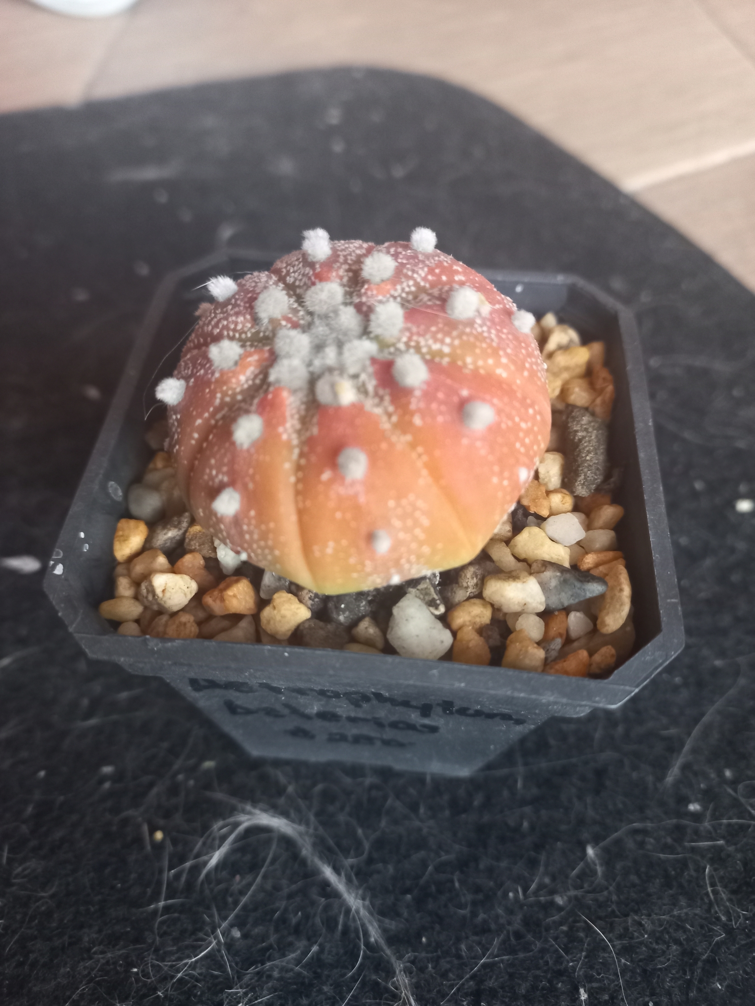 sand dollar cactus, sea urchin cactus, seeigelkaktus, star cactus