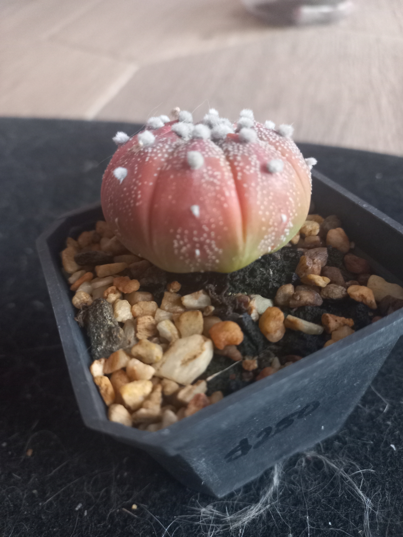 sand dollar cactus, sea urchin cactus, seeigelkaktus, star cactus