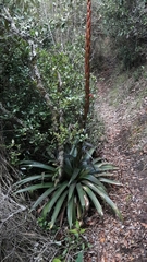 Tillandsia pastensis