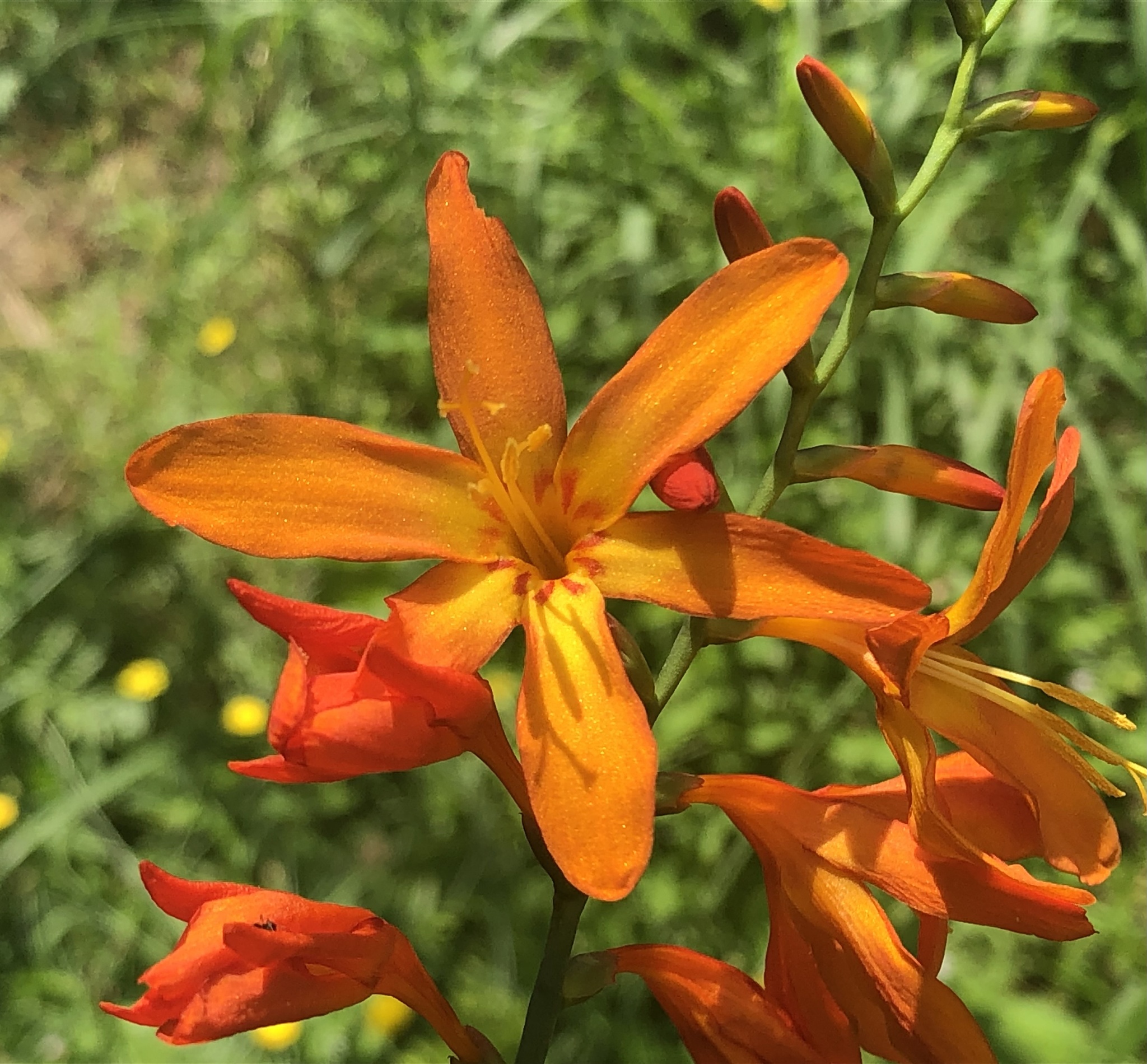 Imagem de Montbretia
