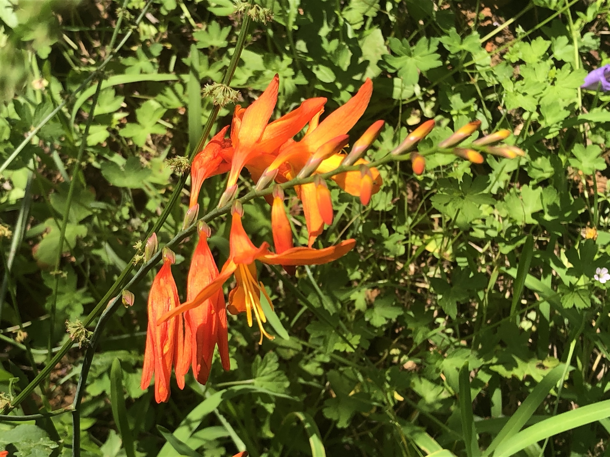 Imagem de Montbretia