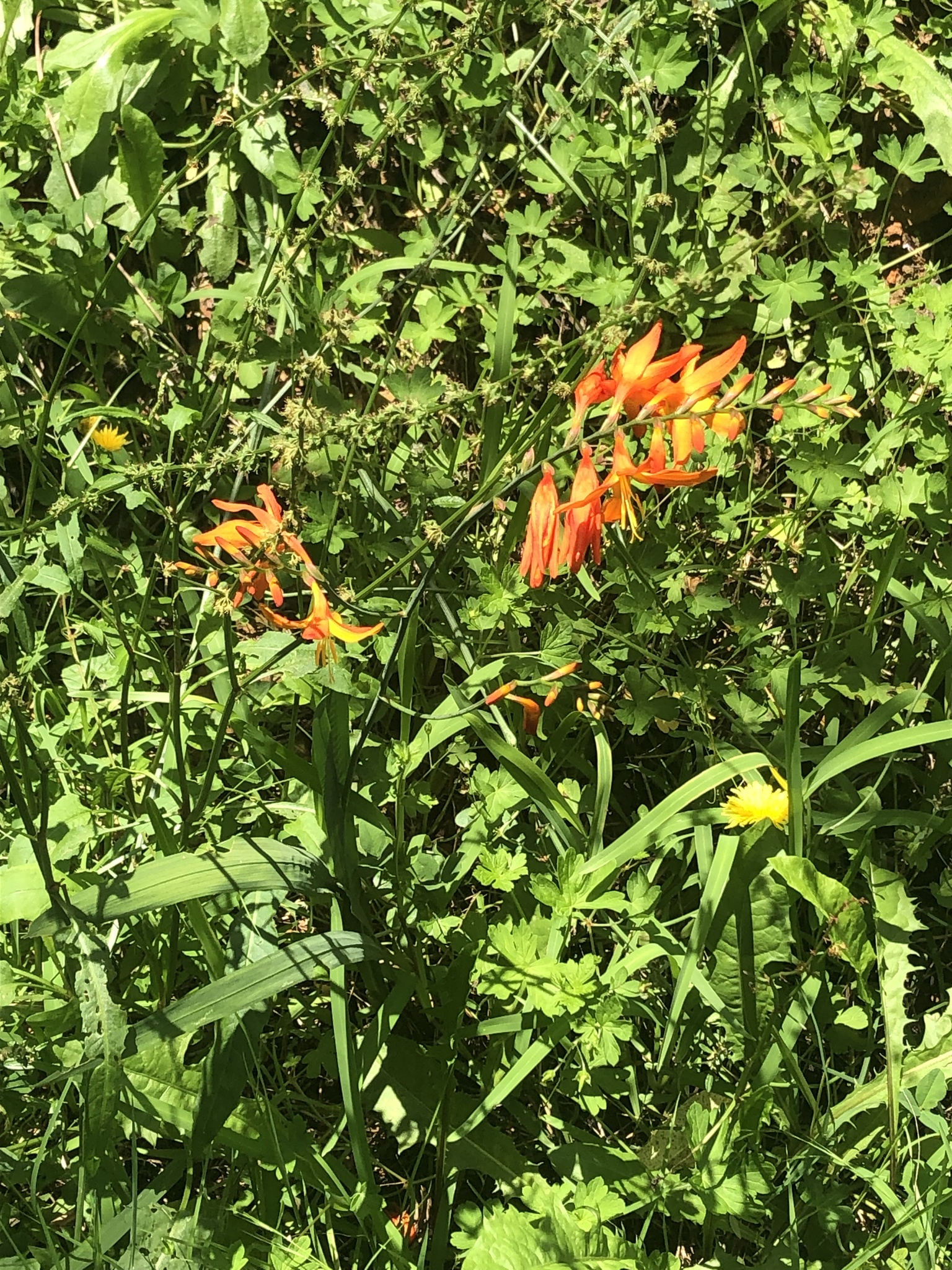 Imagem de Montbretia