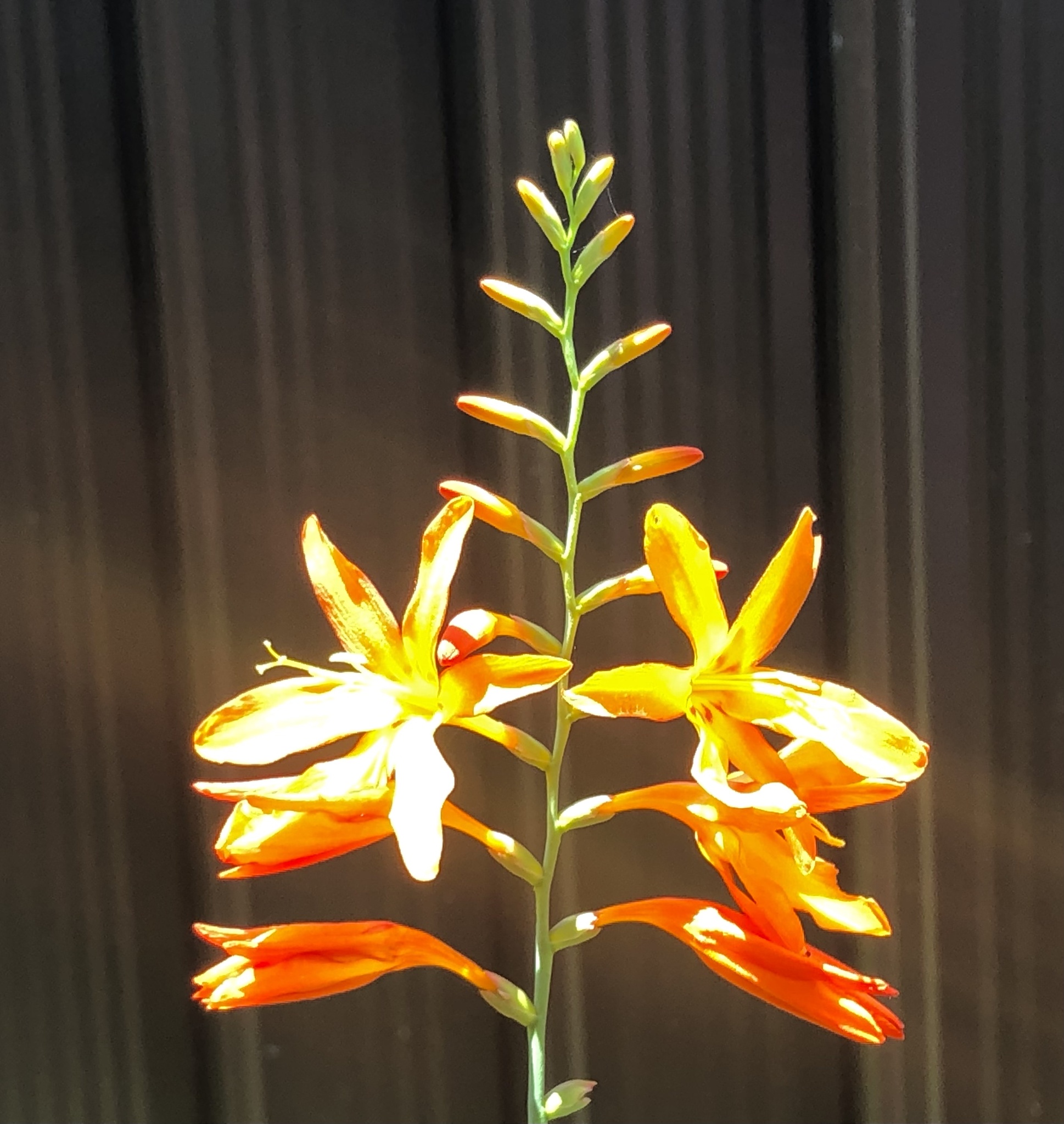 Imagem de Montbretia