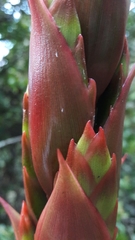 Tillandsia pastensis