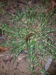 Lissotriton