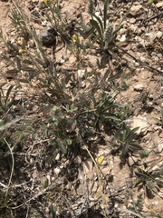 Hoffmannseggia drepanocarpa