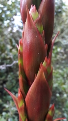 Tillandsia pastensis