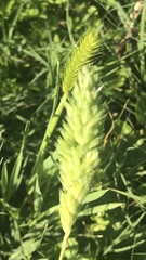 Phalaris caroliniana